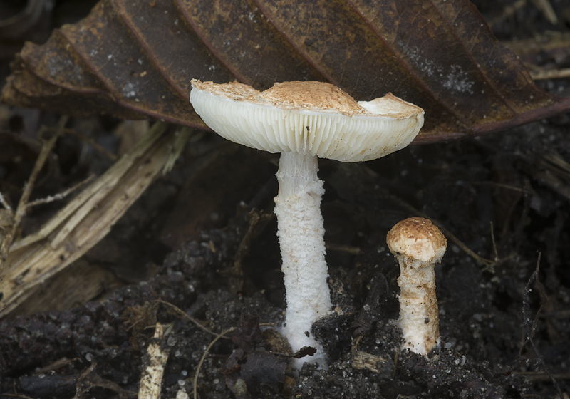 Cystolepiota fumosifolia